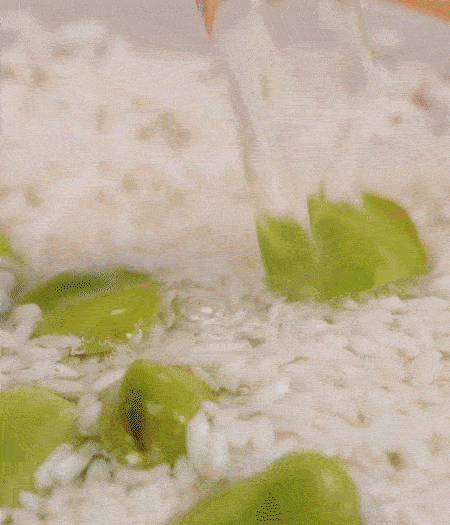 鍋底抹油，將淘洗干凈的大米，加蠶豆、清水，蓋蓋中火煮。